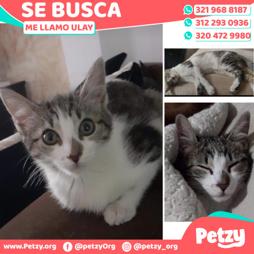 Foto de mascota Ulay