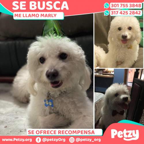 Foto de mascota Marly