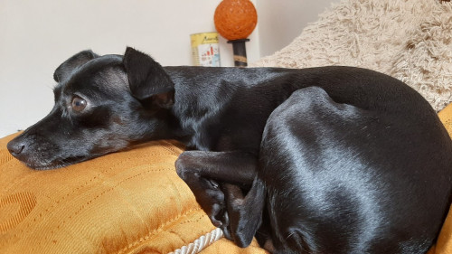 Negra