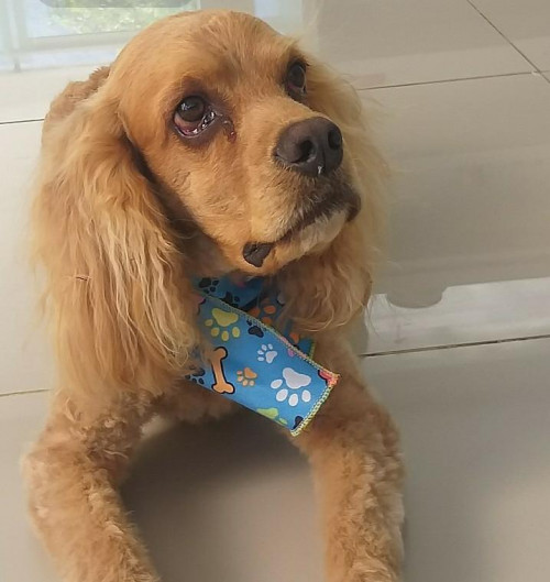 Caramelo