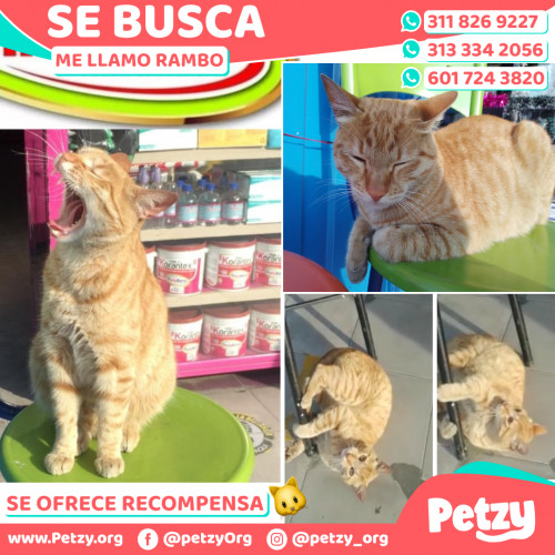 Foto de mascota Rambo