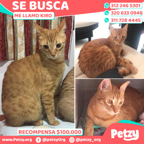 Foto de mascota Kiro 