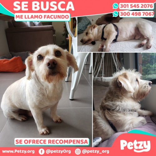 Foto de mascota Facundo