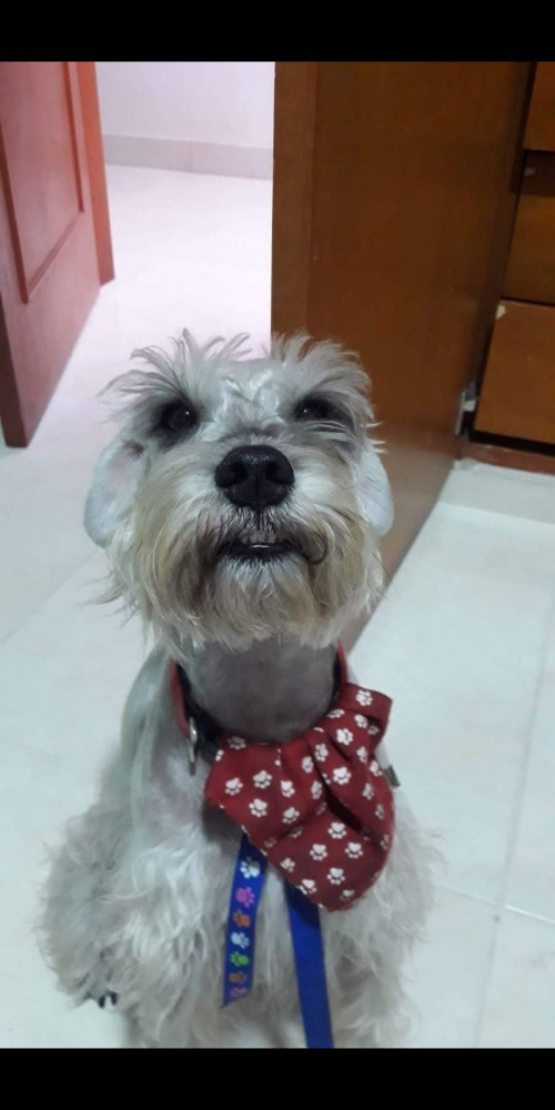 Toby