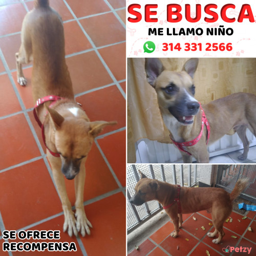 Foto de mascota Niño