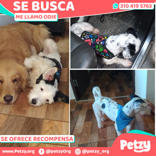 Foto de mascota Odie