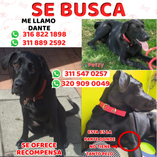 Foto de mascota Dante