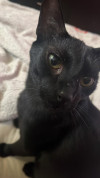 Foto de Neko en  Bogotá #1