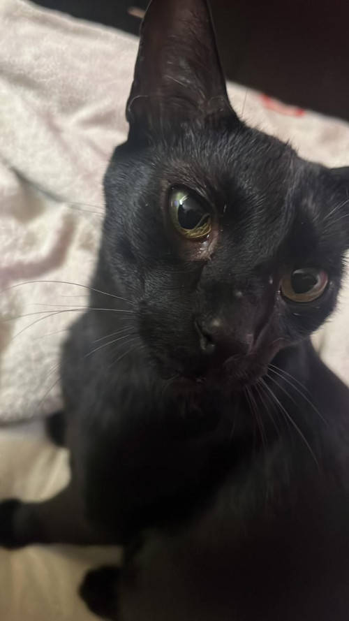 Neko