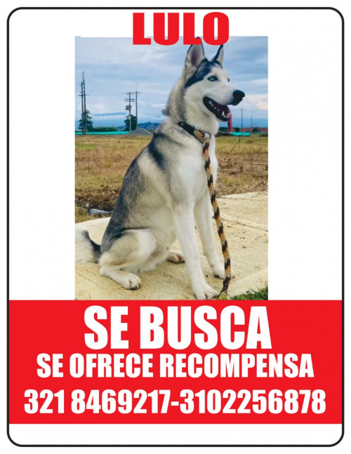 Lulo