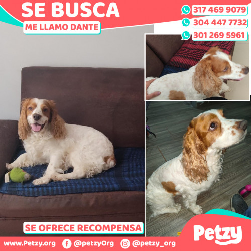 Foto de mascota Dante