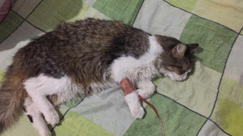 Pimienta