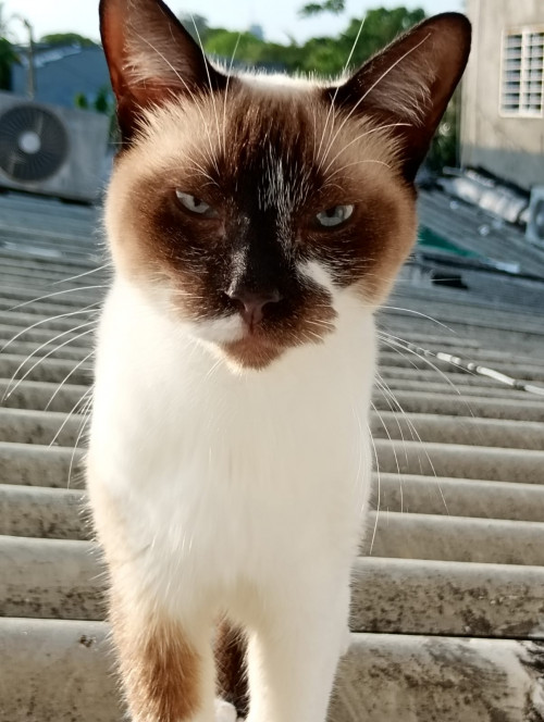 Aisha