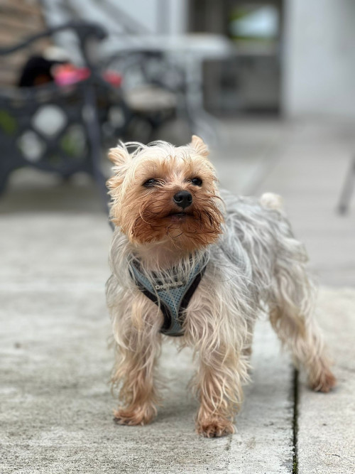 Milo