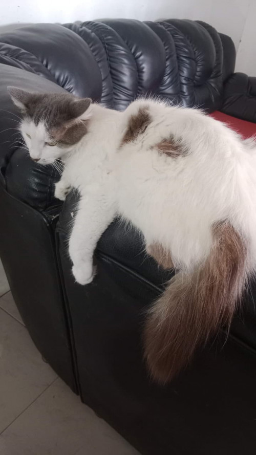 Muñeca