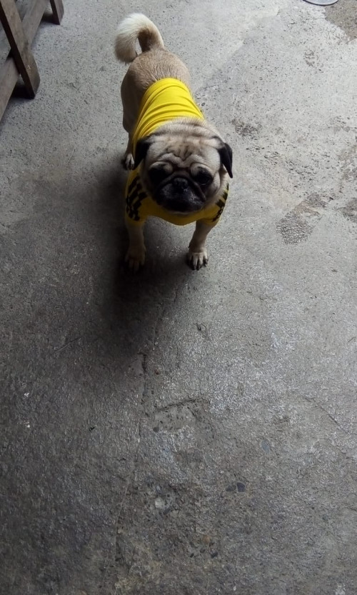 Hachi
