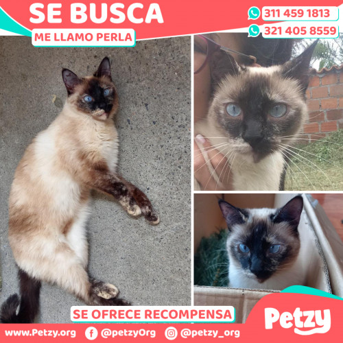 Foto de mascota Perla