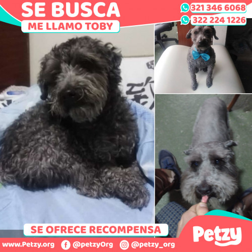 Foto de mascota Toby