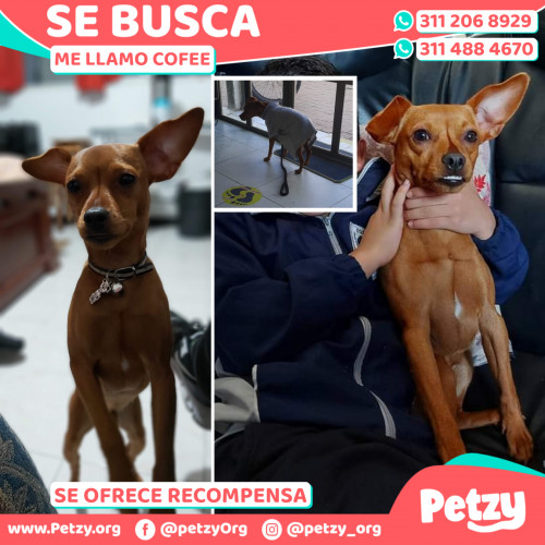 Foto de mascota Cofee