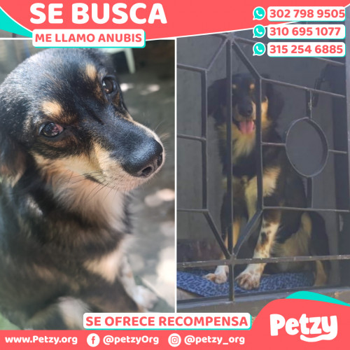 Foto de mascota Anubis