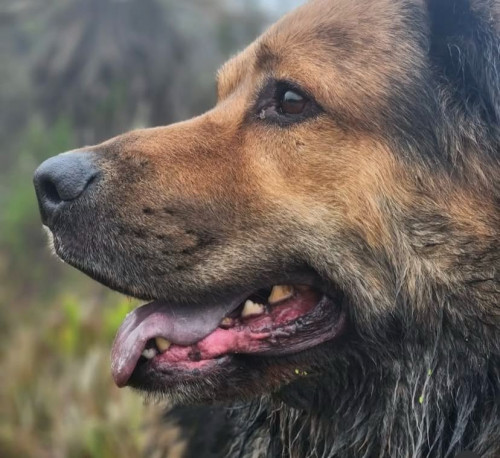 Apolo