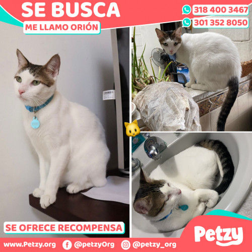 Foto de mascota Orión