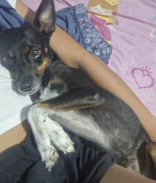 Chispa