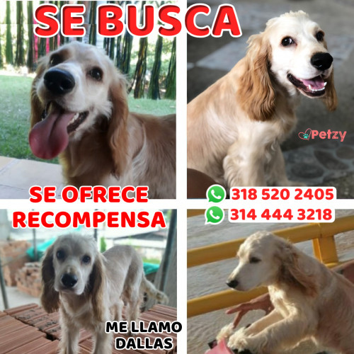 Foto de mascota Dallas