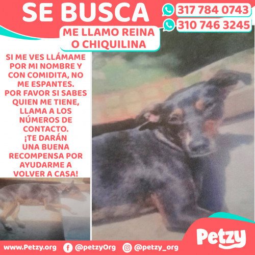 Foto de mascota Reina O Chiquilina
