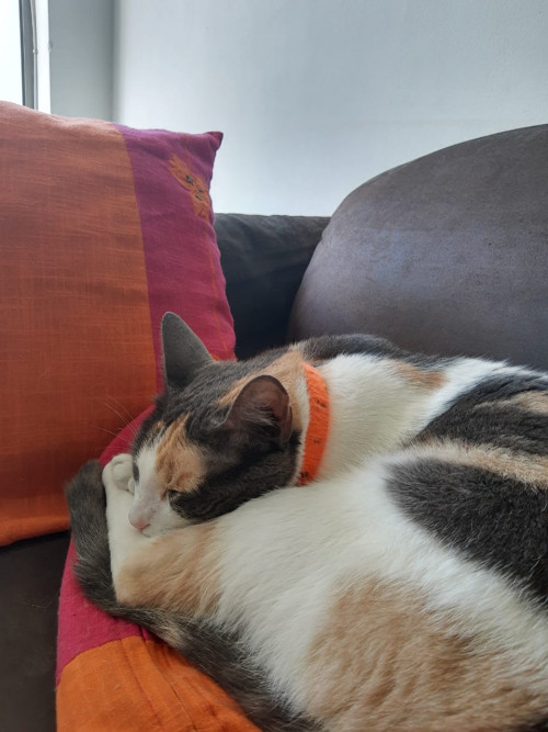 Dulce
