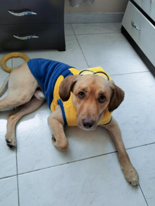 Milo