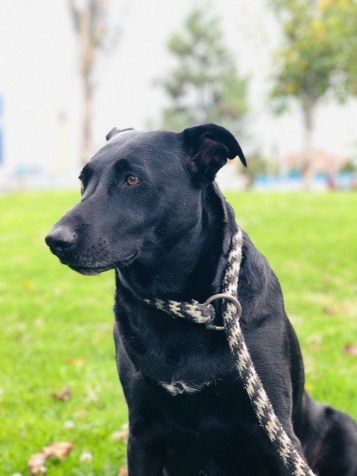 Negra