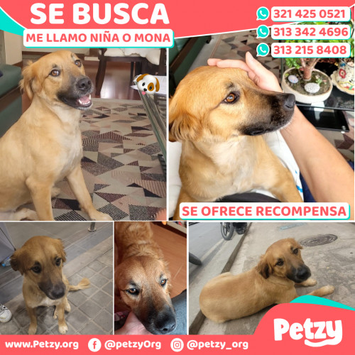 Foto de mascota Niña O Mona