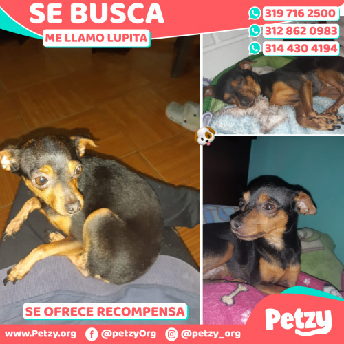 Foto de mascota Lupita