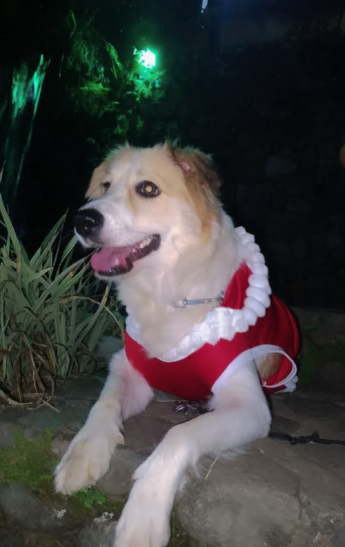 Princesa Violet
