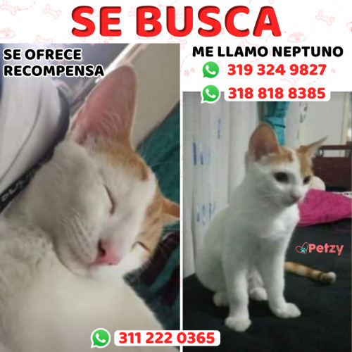 Foto de mascota Neptuno