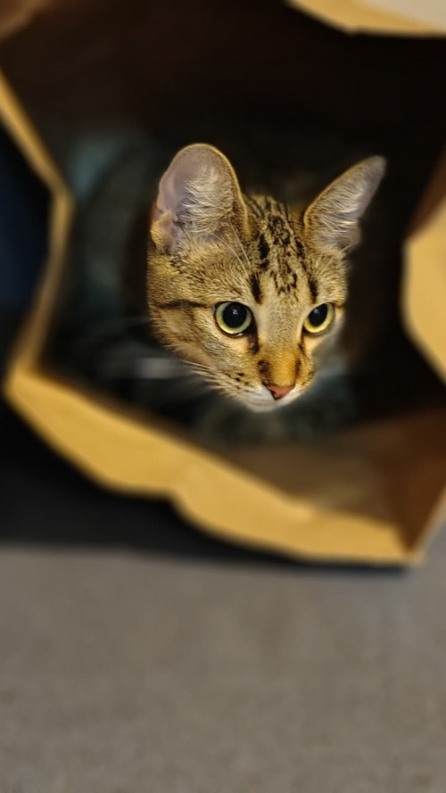 Selina