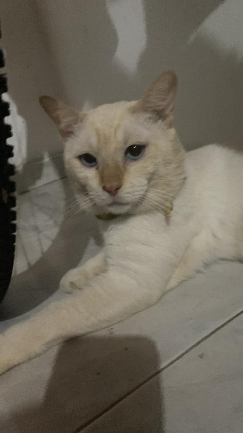 Blanquito