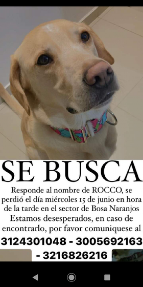 Rocco