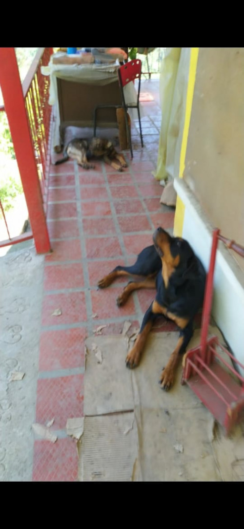 Onix Y Tina