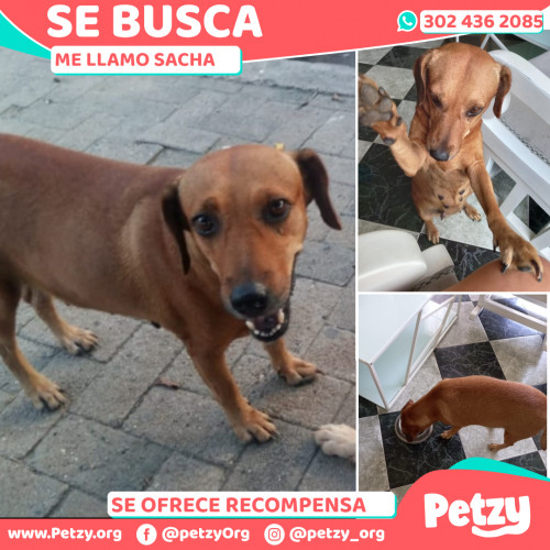 Foto de mascota Sacha