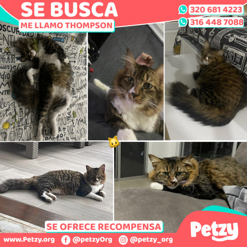 Foto de mascota Thompson