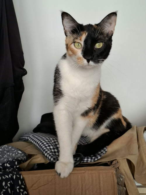 Serafina