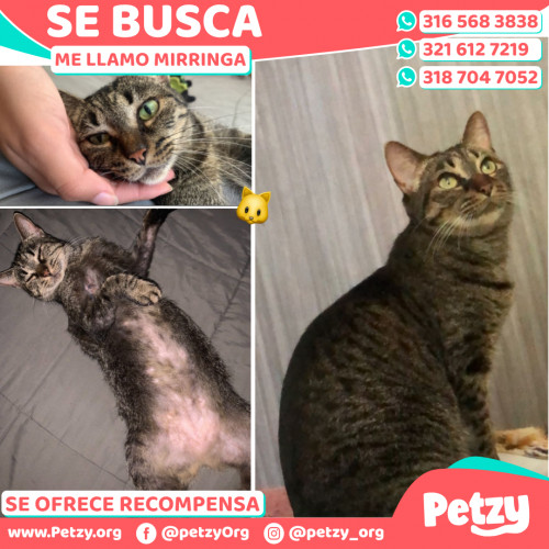 Foto de mascota Mirringa