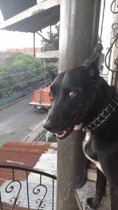 Lulú