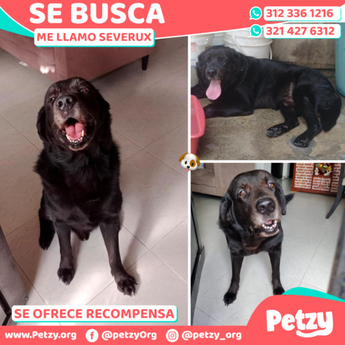 Foto de mascota Severux