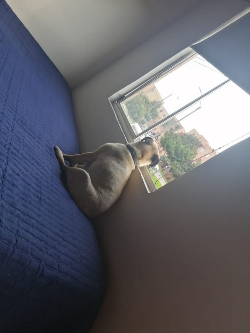 Tobias