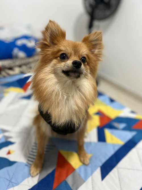 Axel