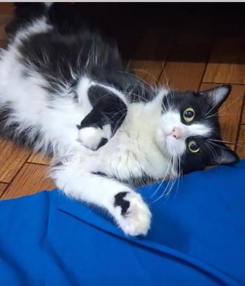 Pepa