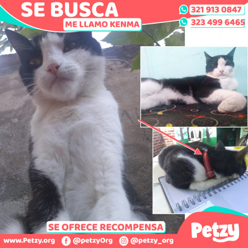 Foto de mascota Kenma